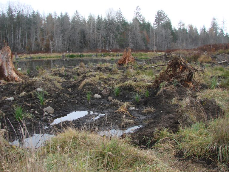 Jubilee wetland restoration work complete