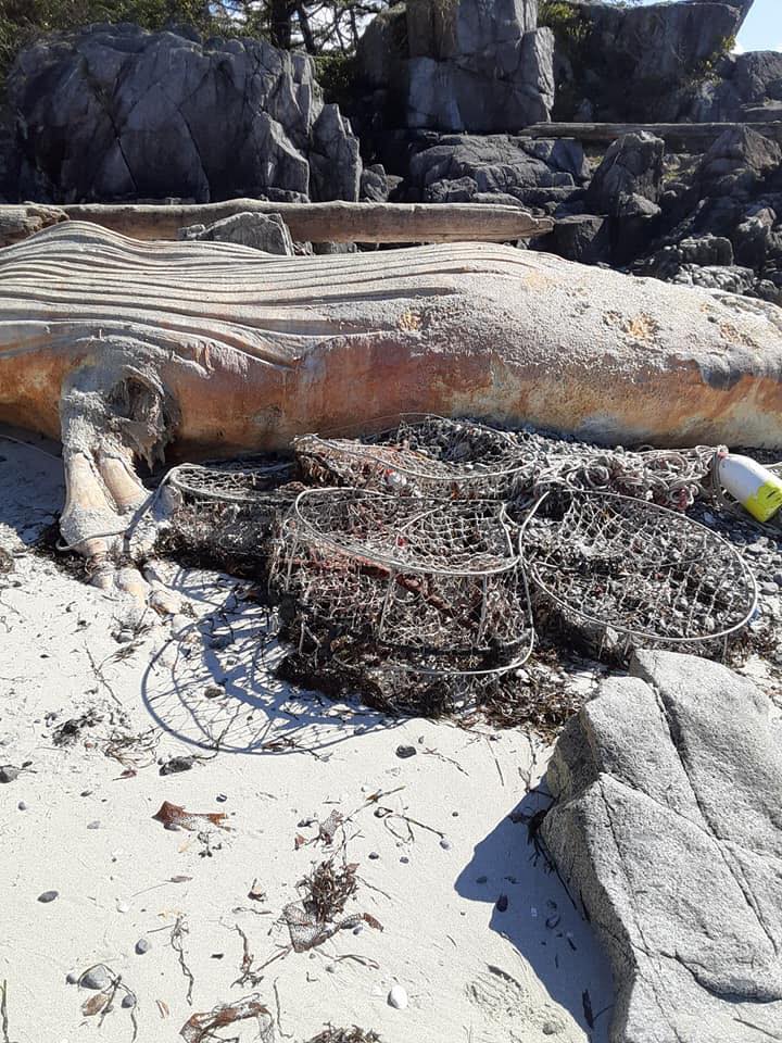 Entangled juvenile Humpback whale found dead on Vancouver Island Coast