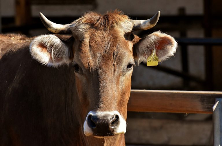 Province urges ranchers and farmers to register livestock ahead of wildfire season 