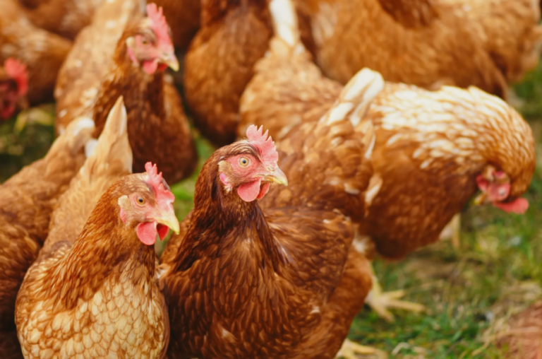 Chicken travels abroad on truck 