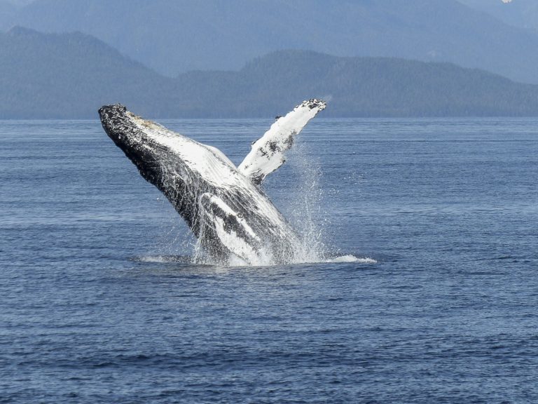 ‘Humpback comeback’ recorded in Salish Sea with nearly 400 individuals