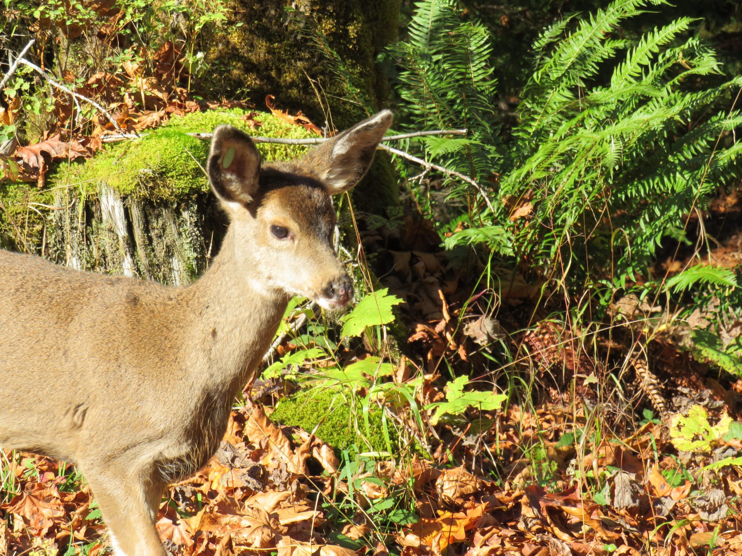 Vancouver Island deer being kept as a pet released into wild My