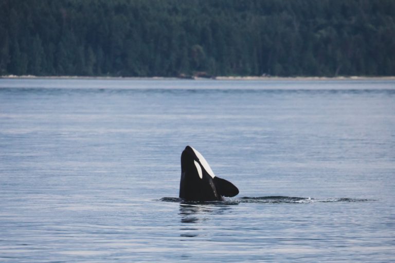 Project aimed at helping protect iconic orcas