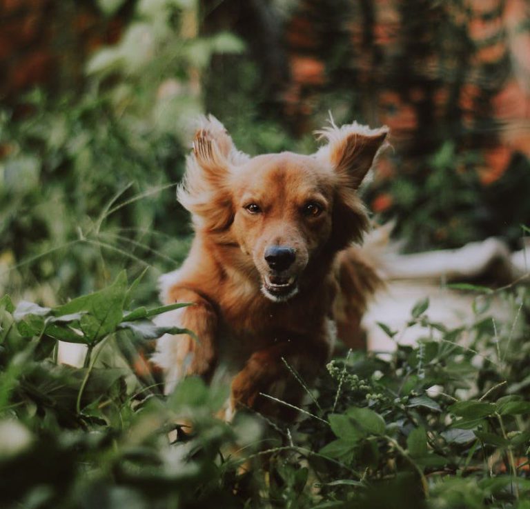 Dog licenses due for renewal in Campbell River