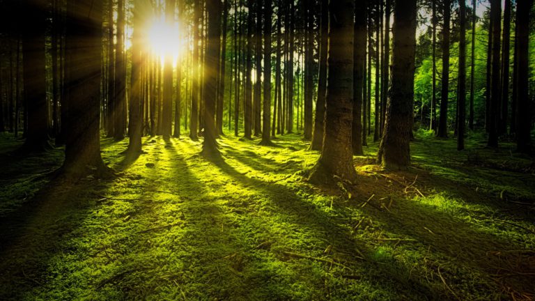 Ministry of Forests to remove trees in Beaver Lodge Forest Lands