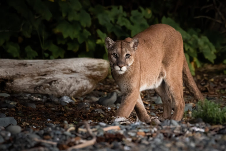 Comox Valley amateur photographer featured in Canadian Geographic magazine 