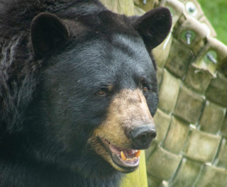 Black bear calls in April higher than 10-year average 