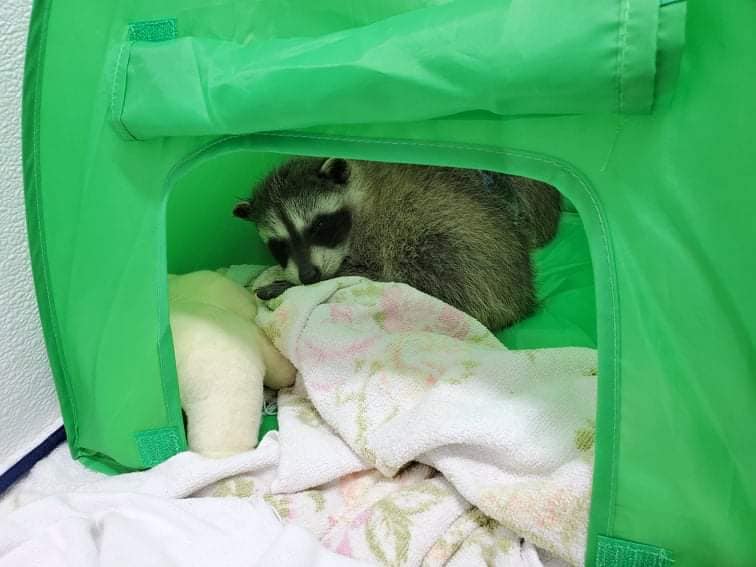 MARS asks for donations with sharp rise in animal admissions
