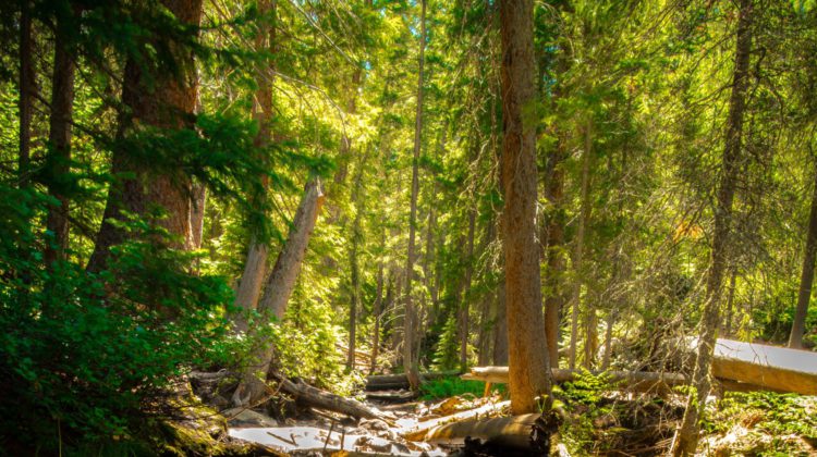 Prominent Canadians and celebrities call on NDP to preserve the Island’s ancient forests