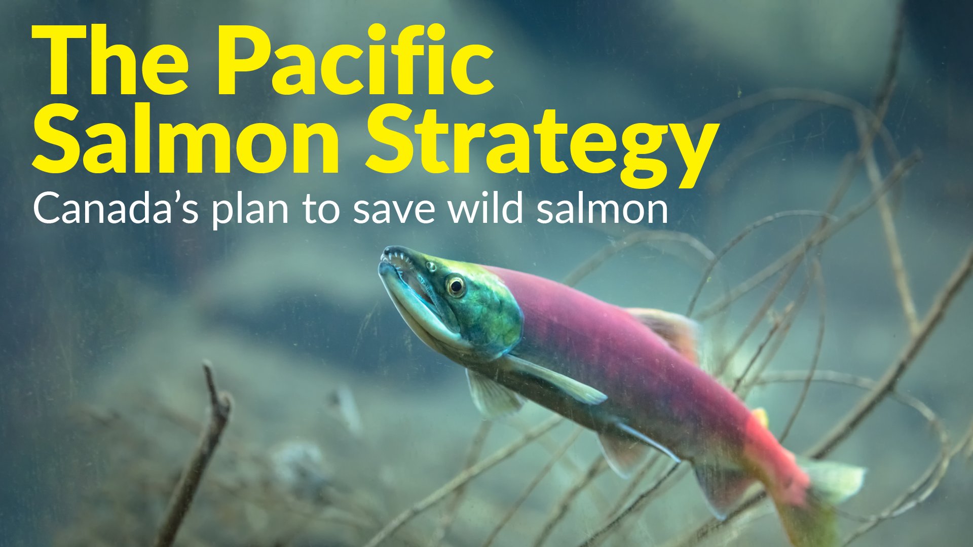 Federal government unveils 647 million strategy to stop Pacific salmon