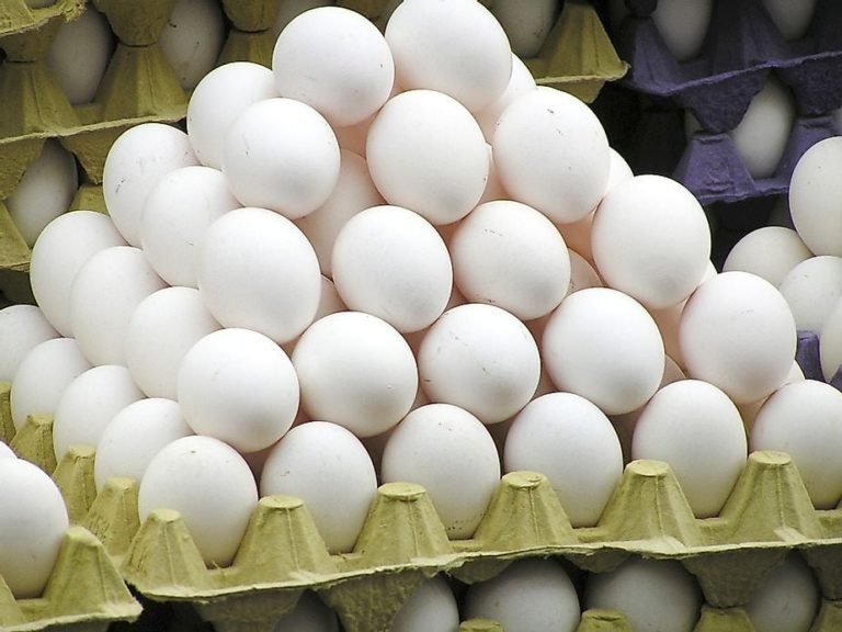 Slew of donations restocks MARS’ fridges with much-needed eggs 