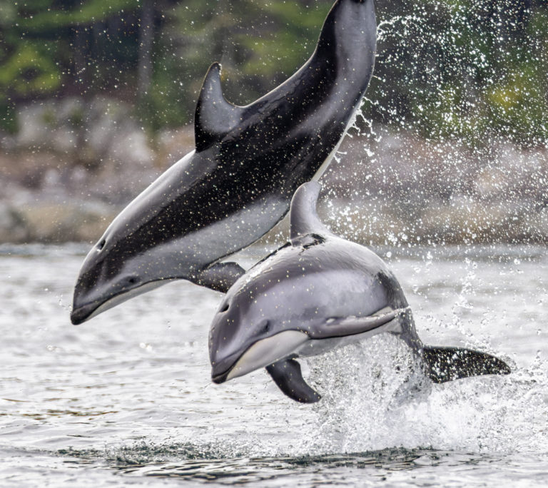 ‘Incredible’ dolphin encounter north of Campbell River for wildlife photographer