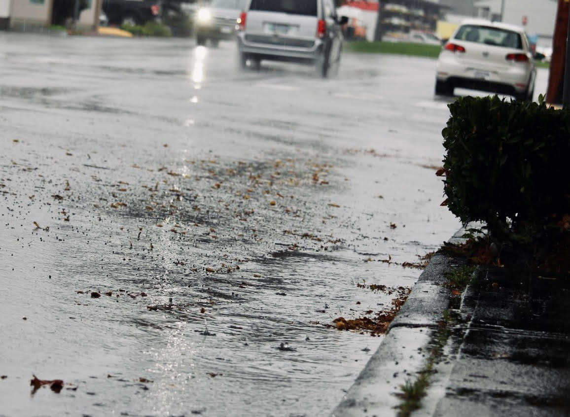 Drought Fallout: Weakened trees could mean more fall storm outages - My Campbell River Now