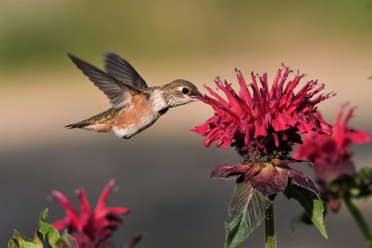 Comox Valley birds struggle during cold snap