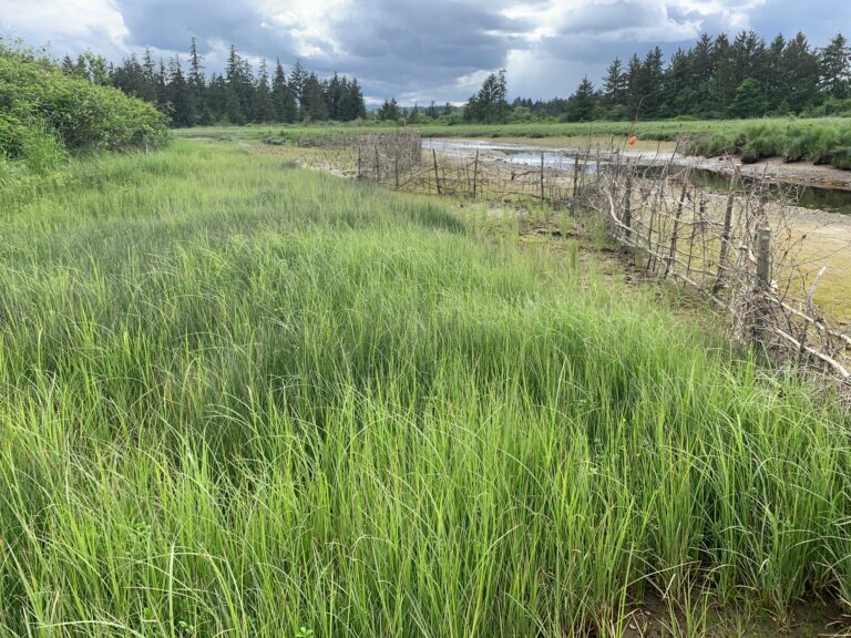 Annual funding secured for Campbell River estuary restoration