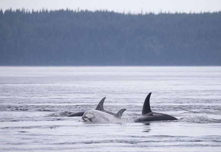 ‘It’s spectacular’: Director of non-profit following recent orca video