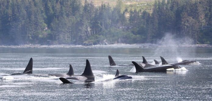 Southern Resident Orca Population Declines