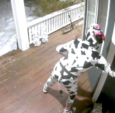 RCMP on the lookout for mischievous cow