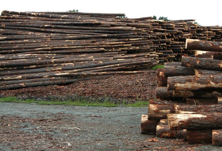 Local mayors urge province to consider the future of the forestry industry