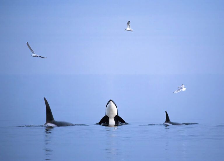 ‘It was just different’: Photographer captures special moment of orca ‘happy dance’
