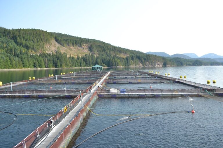 Salmon farmers get green light to sue feds over cancelled Discovery Island farms