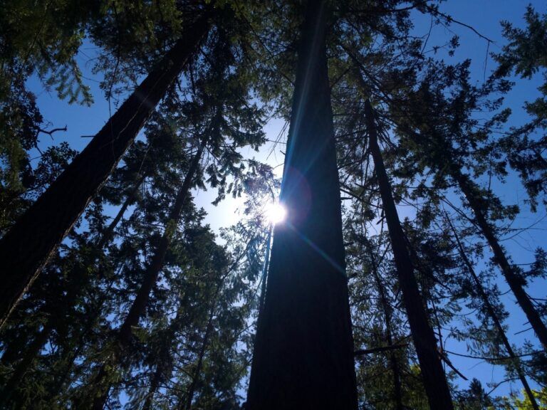 Minor traffic delays set for part of downtown due to tree pruning