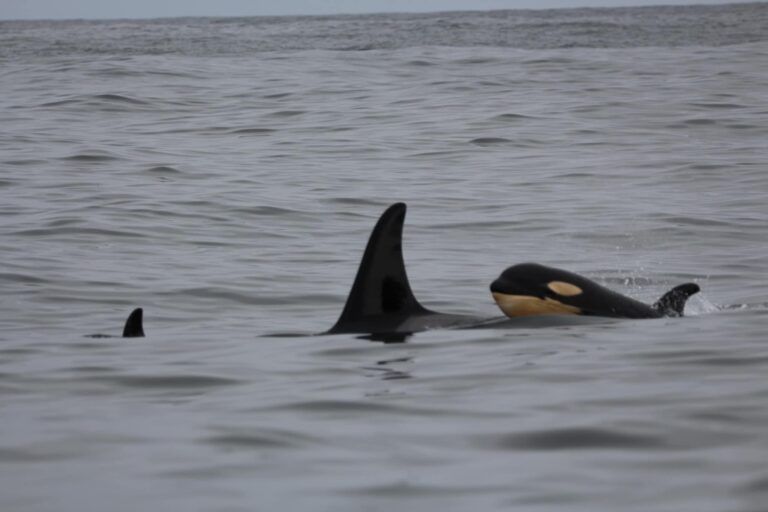 Photographs Show New Orca Calf in L Pod Near Tofino