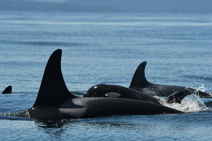 Two New Calves in L Pod of the Southern Resident Orcas