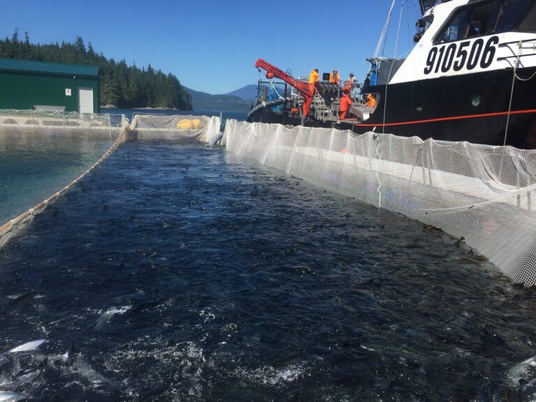 Salmon farm transition details allegedly revealed at US seafood show