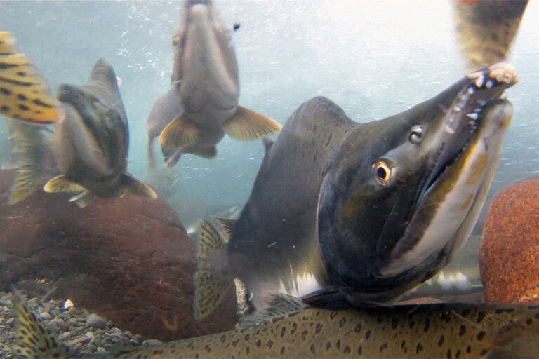 Public invited to help save Pacific salmon by sharing knowledge