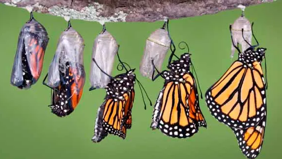 Second-worst winter ever for Monarch butterflies; researchers concerned