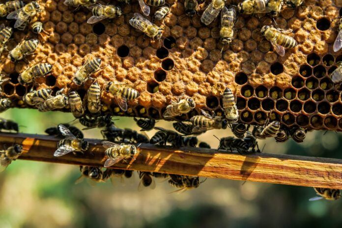 Warm weather affecting bees on Vancouver Island