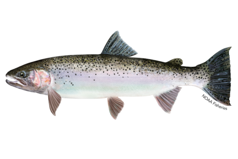 Spawning steelhead prompt flow increase in Campbell River system