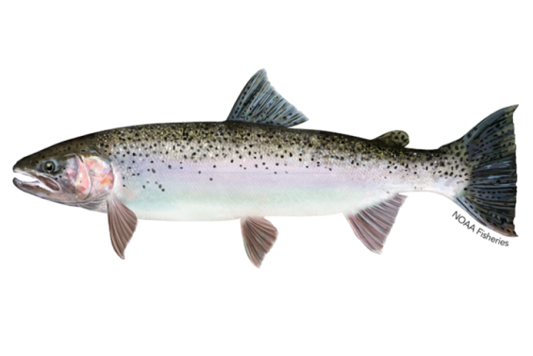 River flows increased to help out spawning steelhead salmon