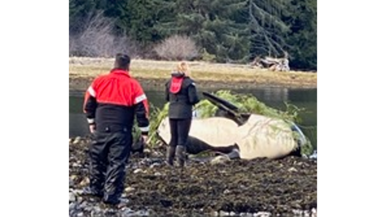 Deceased stranded killer whale pregnant, DFO and First Nations working to help calf