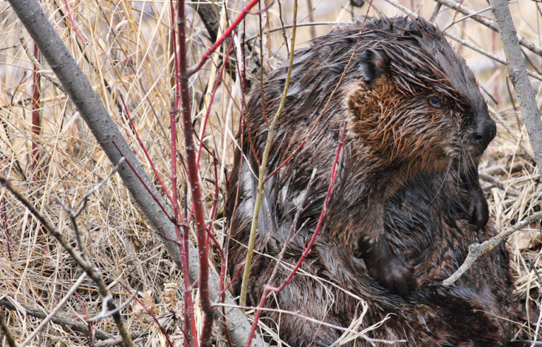 Cortes Island aims to work with beavers to reduce flooding issues