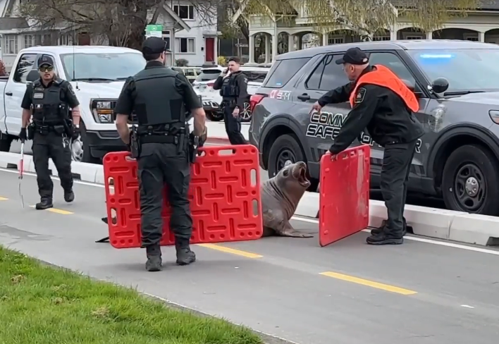 Celebrity elephant seal escorted off the road, back to the ocean