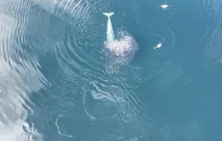 Orca calf near Zeballos ate herring over weekend, surprising rescue team