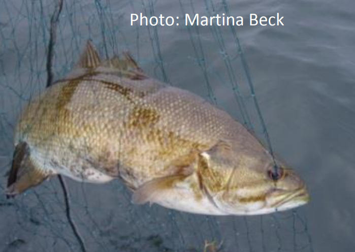 Smallmouth bass in Echo Lake need to be eradicated, to protect watershed