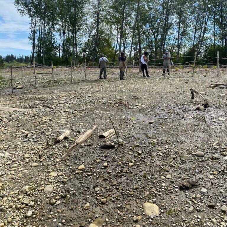 New fencing will keep destructive geese out of new salmon habitat