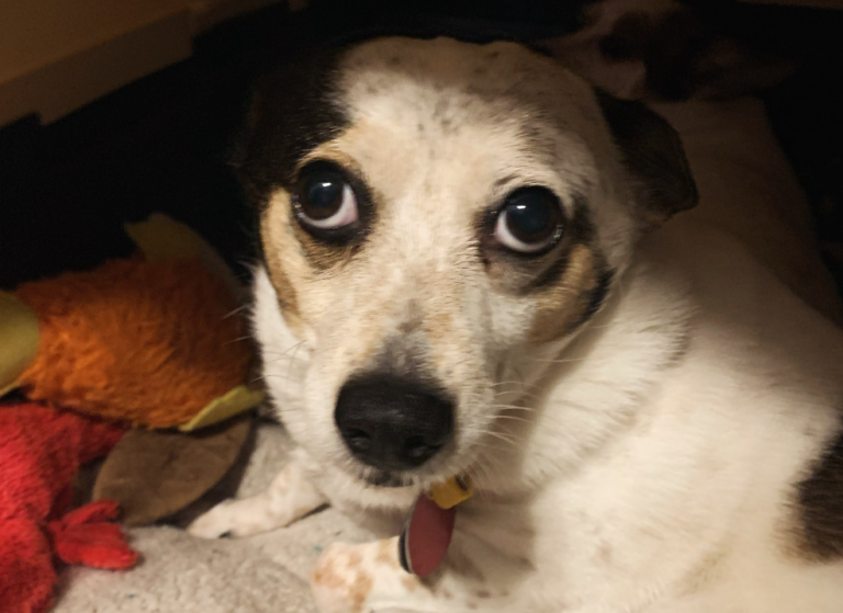 City putting animal control services on a shorter leash