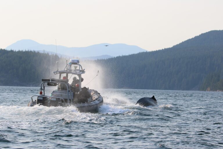 2 entangled whales rescued near Quadra Island