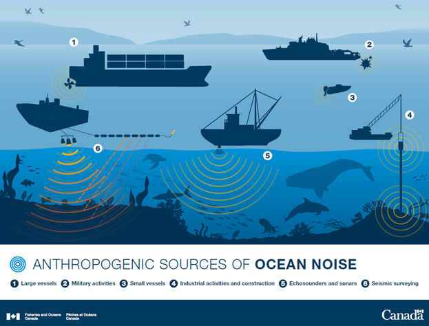 Have your say on DFO plans to reduce ocean noise pollution