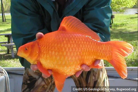 Invasive goldfish in Erickson pond to be exterminated