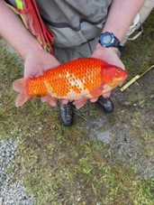 1,746 goldfish removed from Campbell River Pond