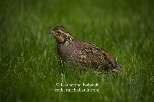 A female Northern Bobwhite, Colinus virginianus, Vancouver Island, British Columbia, Canada, rights-managed, stock images, © Catherine Babault