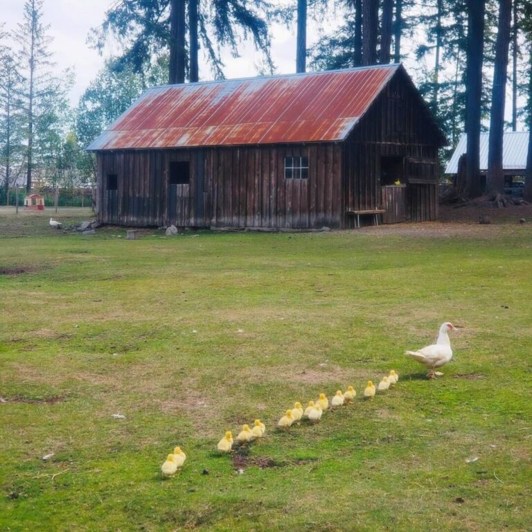 Holly Hill Farm forced to put down all their birds following avian flu exposure