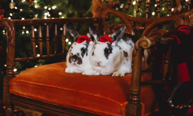 Santa still bringing seasonal cheer to Holly Hills Farm