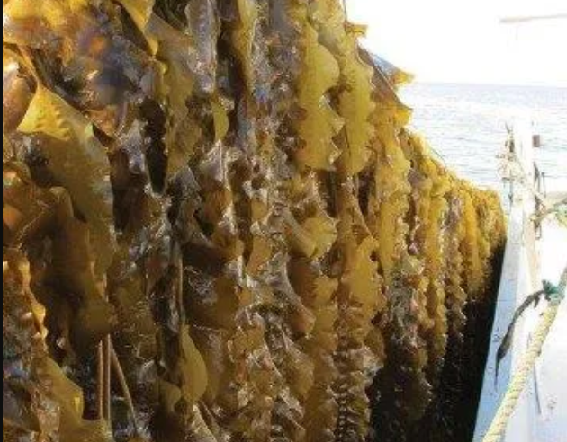New funding will help expand seaweed, shellfish industries