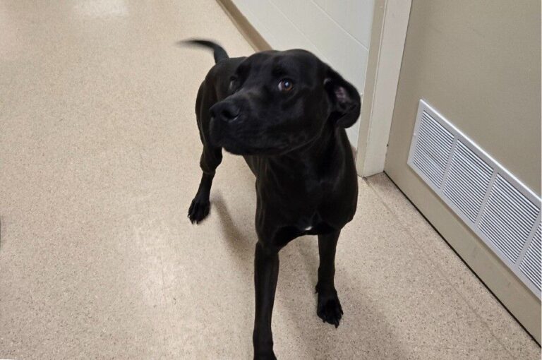 City asks for help in reuniting dog with owners